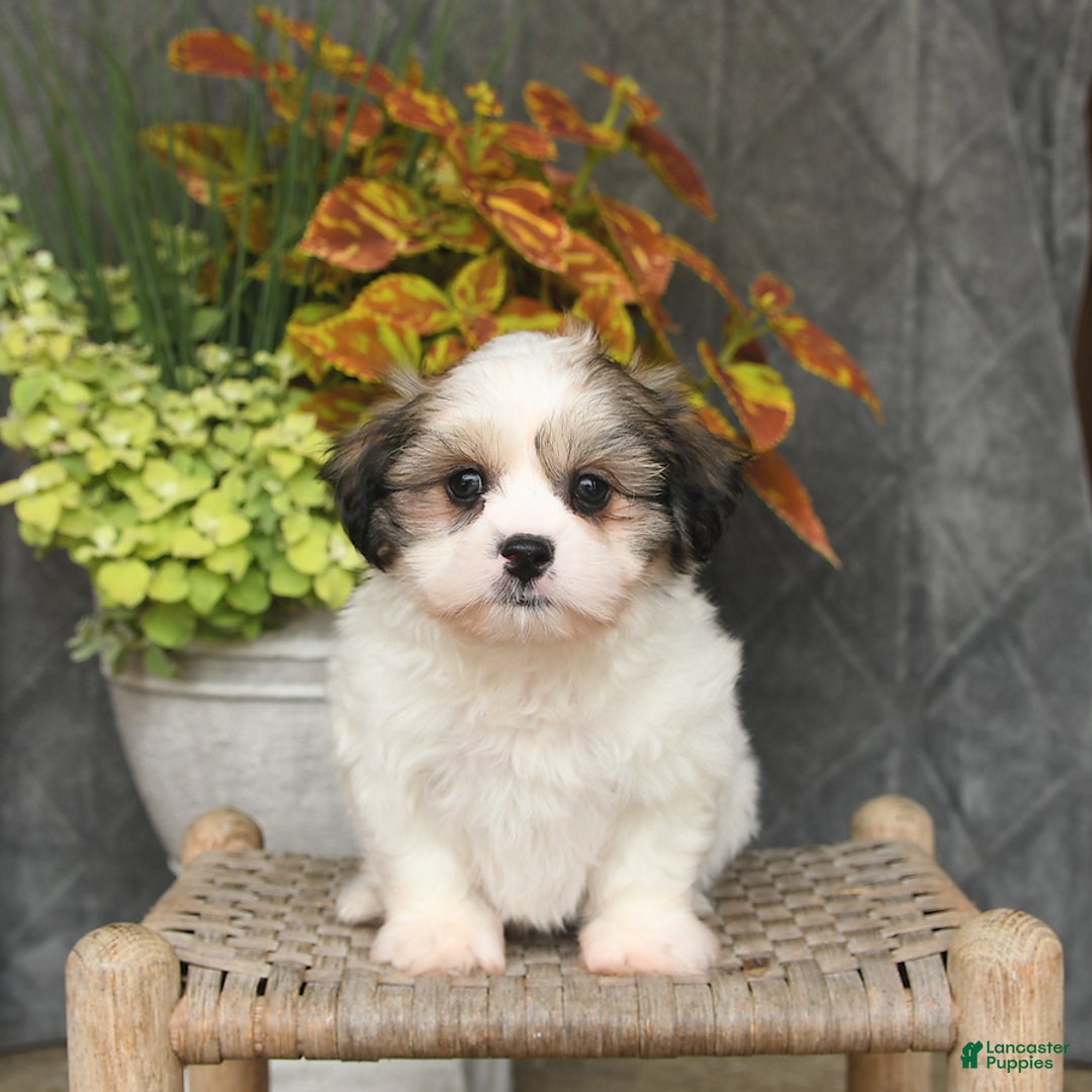 Malshi dogs for sale: Patrick - Image 5