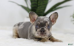 French Bulldog dogs for sale: Mario - Image 6