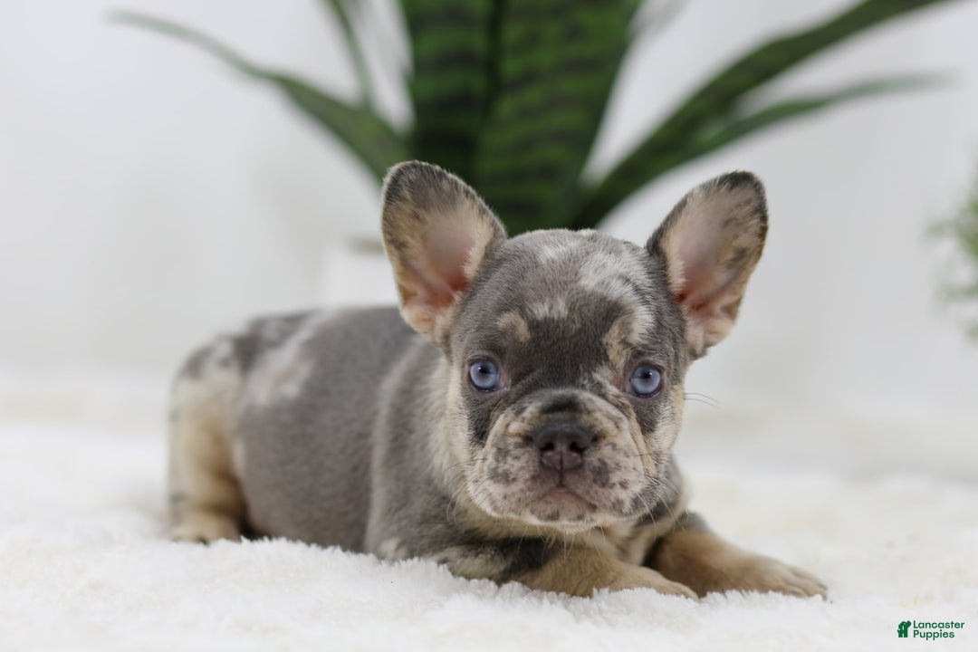 French Bulldog dogs for sale: Mario - Image 6