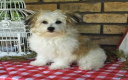 Havapoo dogs for sale: Toby - Image 10