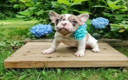 French Bulldog dogs for sale: Athena Akc - Image 26