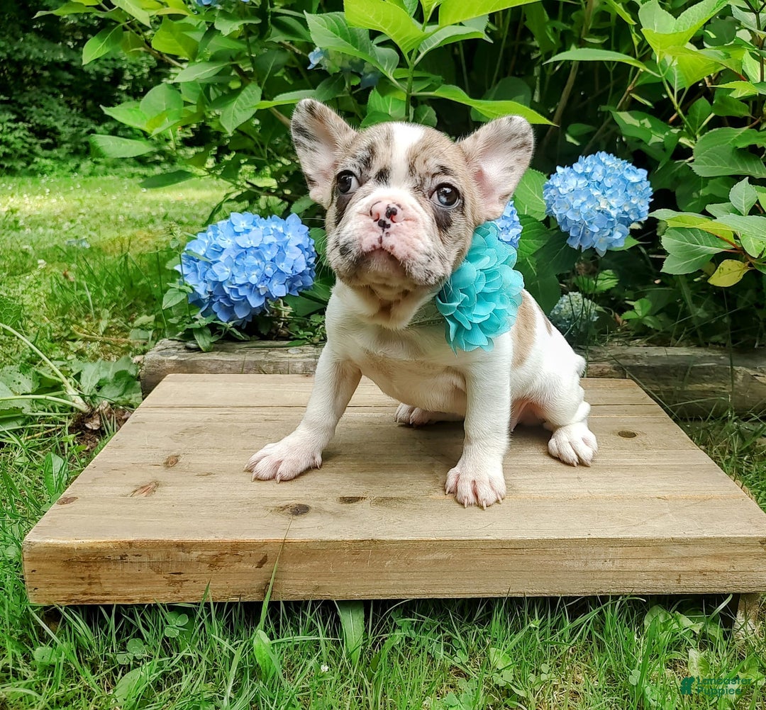 French Bulldog dogs for sale: Athena Akc - Image 26