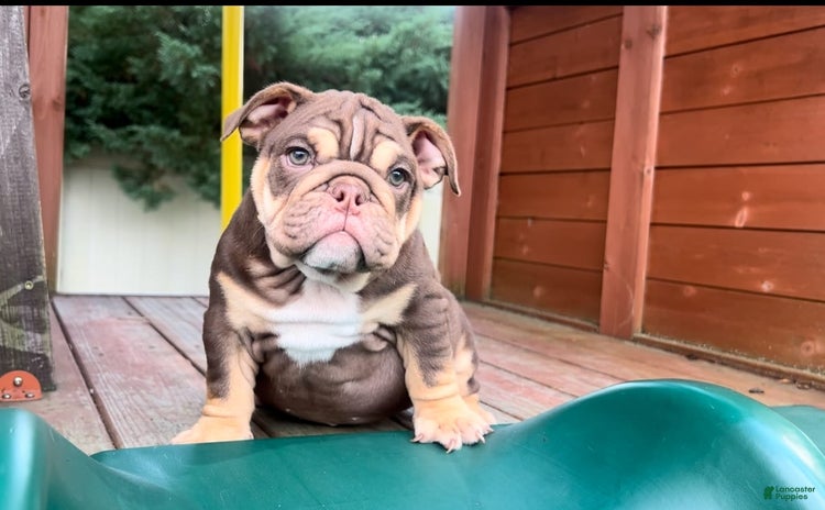 English Bulldog dogs for sale - Ad 1