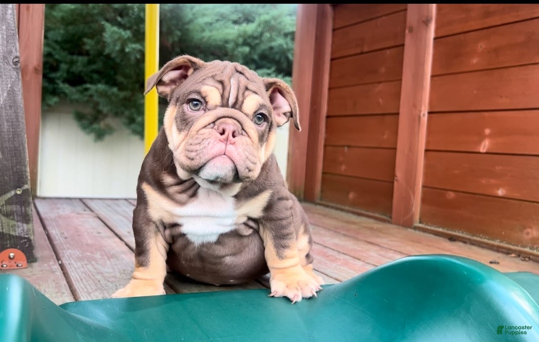 English Bulldog dogs for sale: Peaches - Image 1