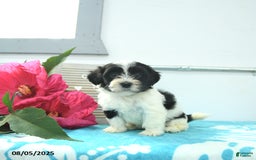 Havanese dogs for sale: Nikki - Image 2