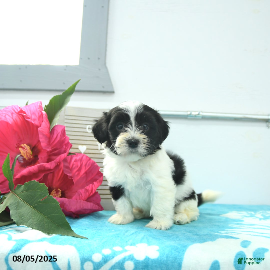 Havanese dogs for sale: Nikki - Image 2