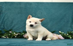 Shiba Inu dogs for sale: Emma - Image 1