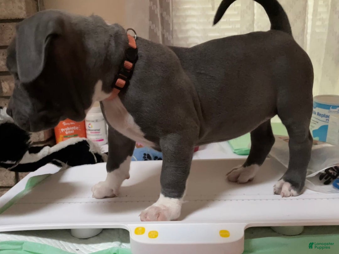 American Bully dogs for sale: Boss Baby - Image 7