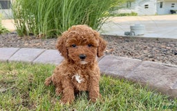 Cavapoo dogs for sale: Harley - Image 4