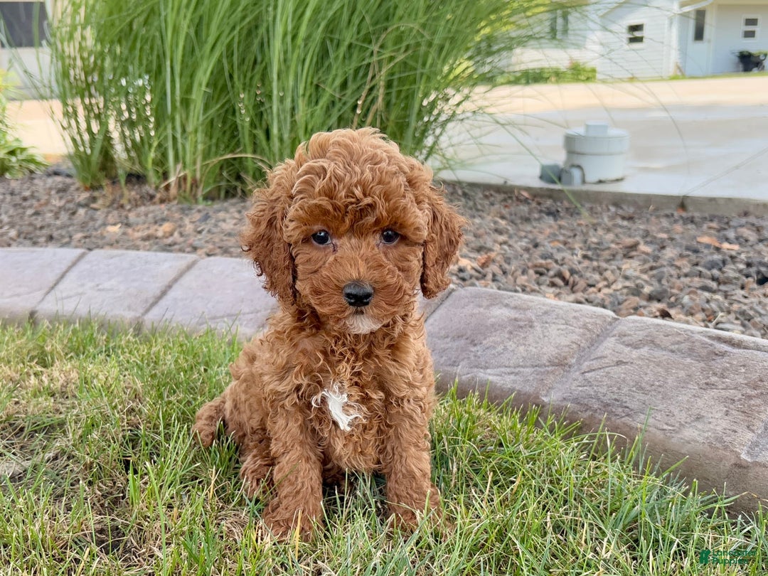 Cavapoo dogs for sale: Harley - Image 4