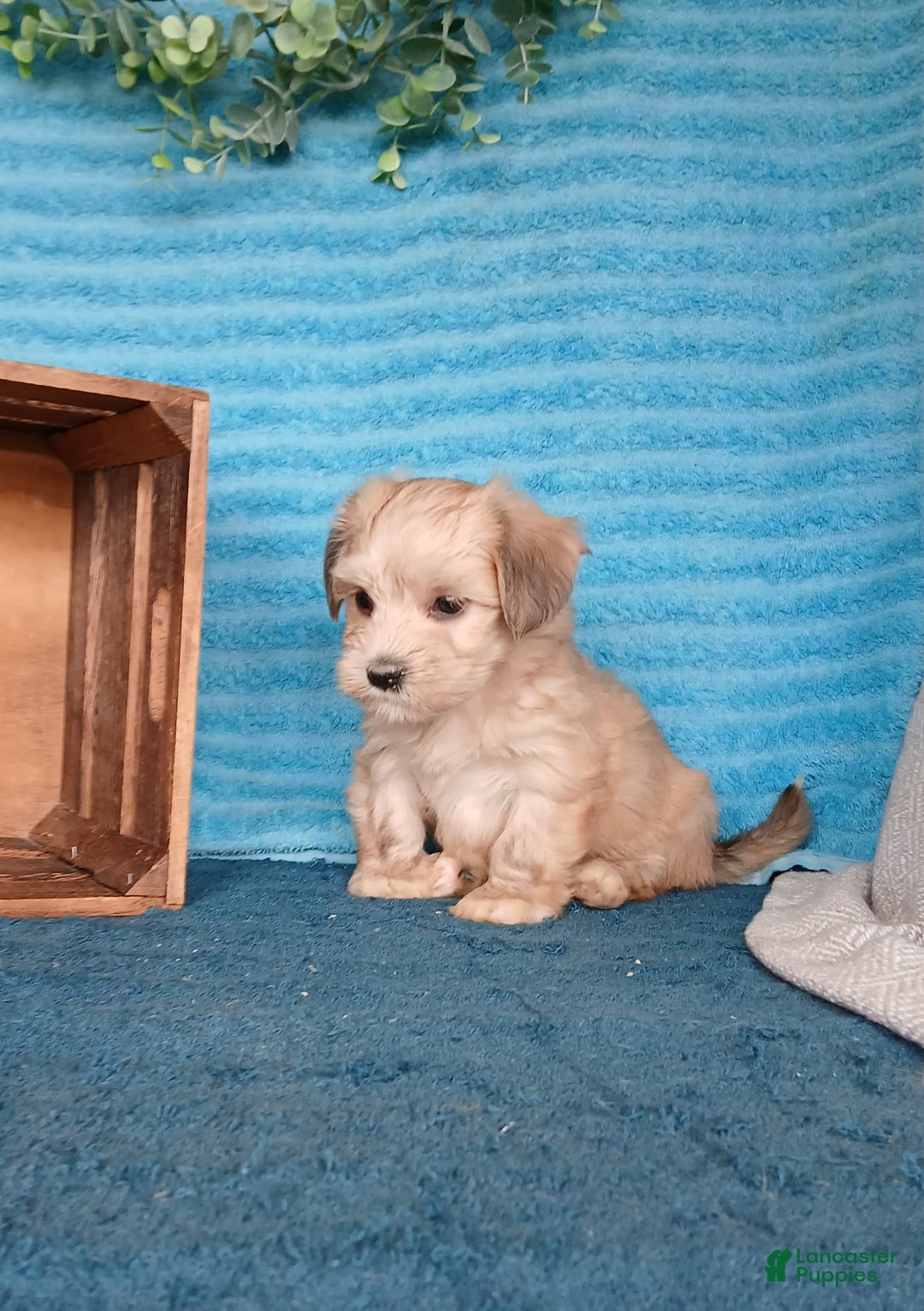 Havanese dogs for sale: Aiden - Image 3
