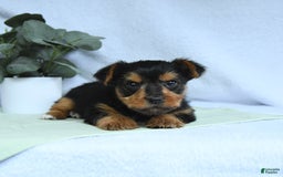 Yorkshire Terrier dogs for sale: Emmett - Image 5