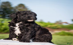 Goldendoodle dogs for sale: Jeneva - Image 11