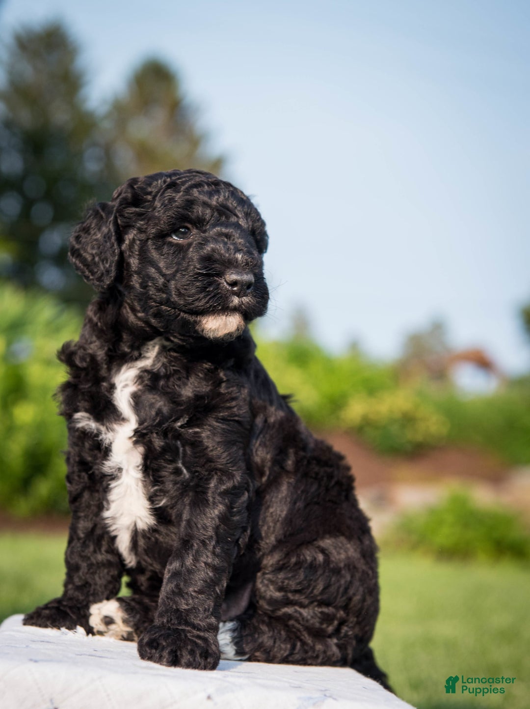 Goldendoodle dogs for sale: Jeneva - Image 11