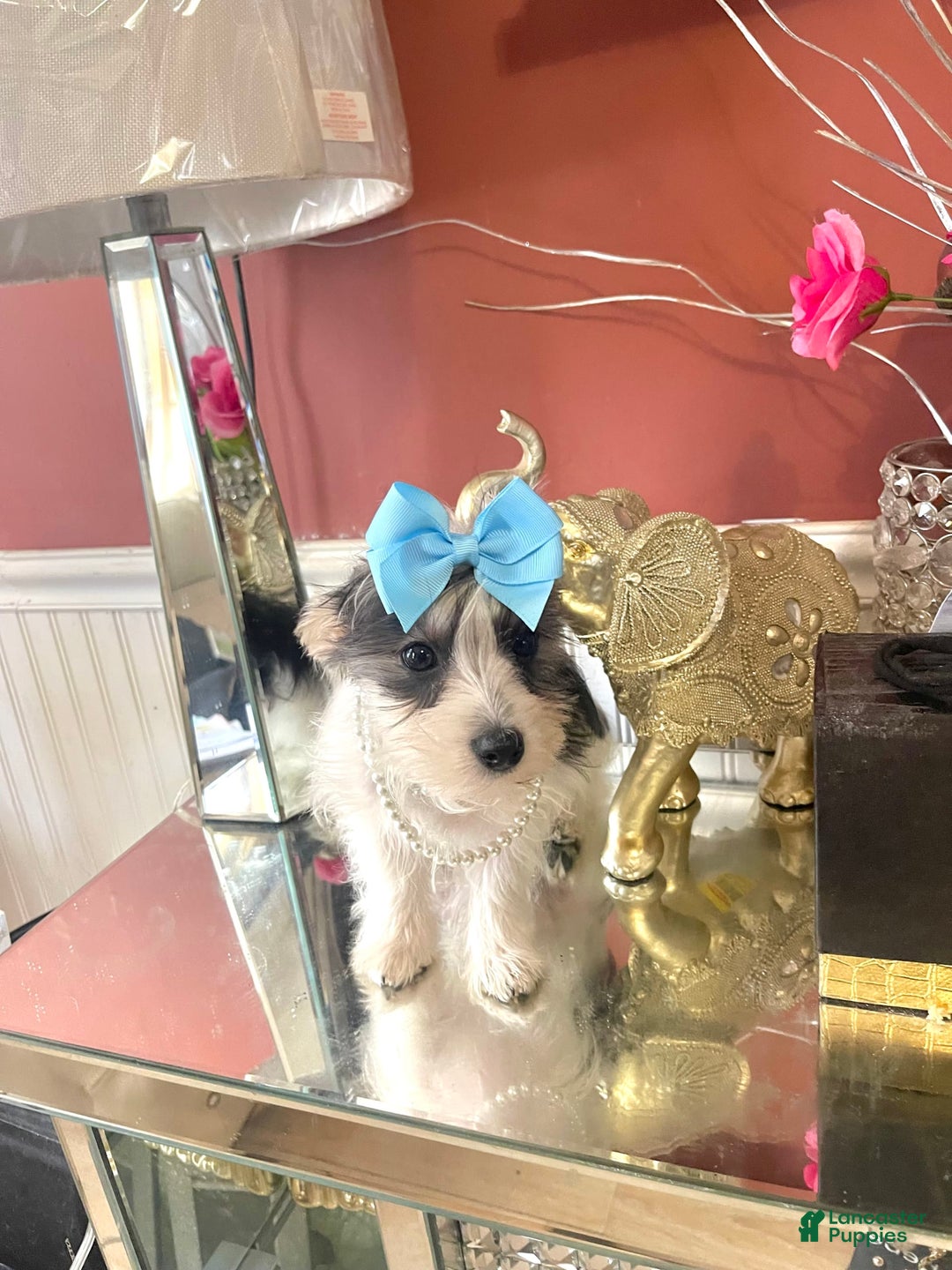 Yorkshire Terrier dogs for sale: Patrick Starr - Image 57