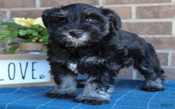 Miniature Schnauzer dogs for sale: Molly - Image 3