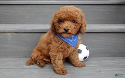 Cavapoo dogs for sale: Biscuit - Image 1