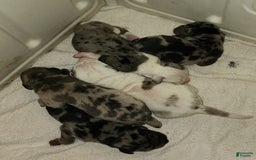 Catahoula Leopard Dog dogs for sale: Duchess 2025 - Image 2
