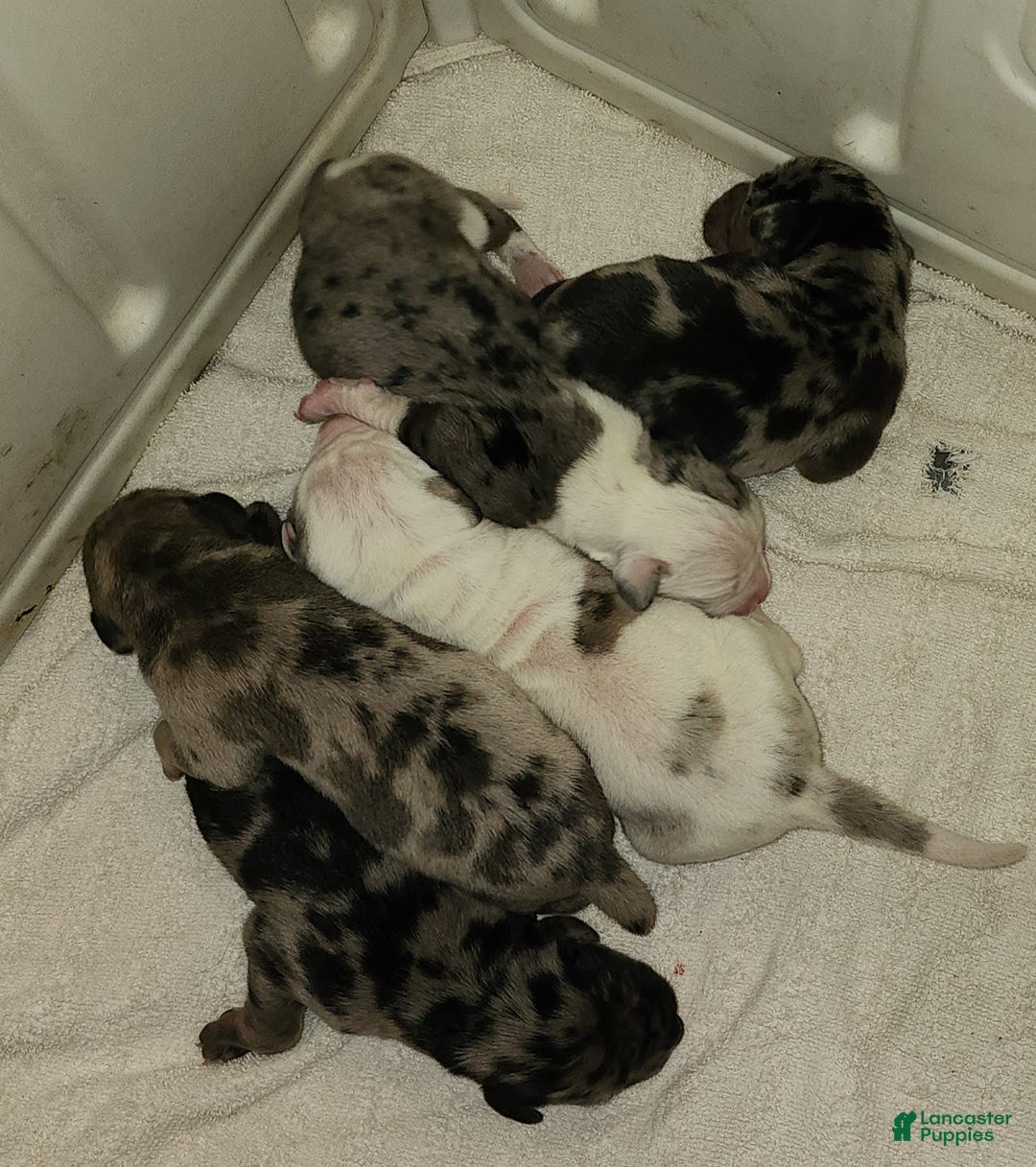 Catahoula Leopard Dog dogs for sale: Duchess 2025 - Image 2