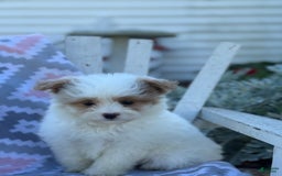 Miniature Poodle dogs for sale: Betsy - Image 9