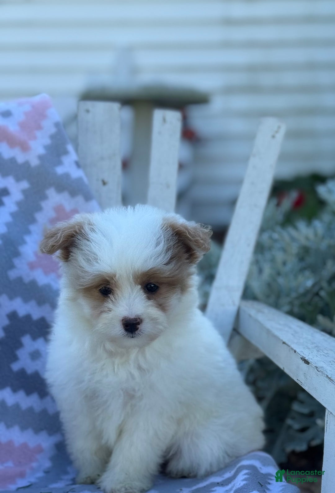 Miniature Poodle dogs for sale: Betsy - Image 9
