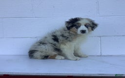 Australian Shepherd dogs for sale: Blake - Image 6
