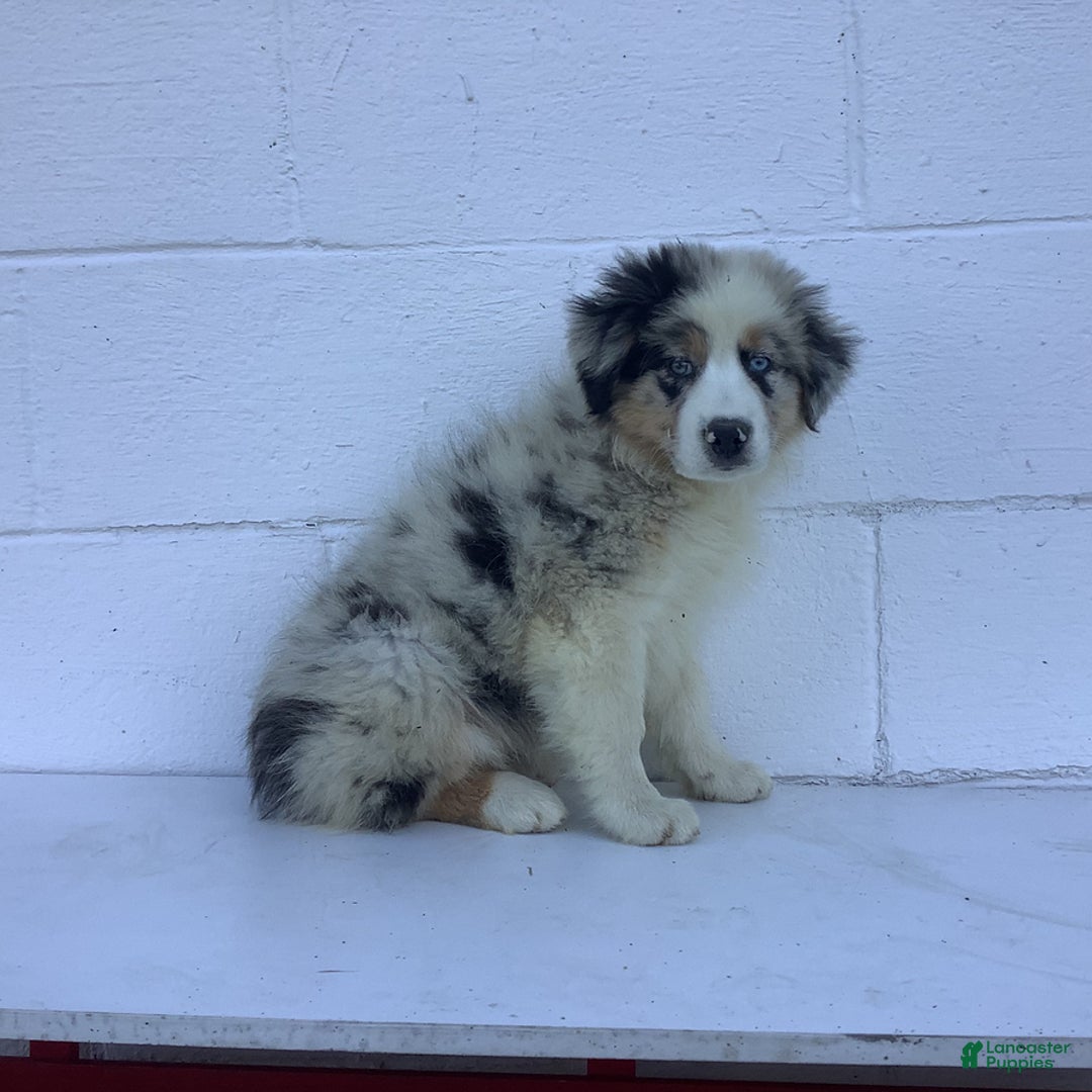 Australian Shepherd dogs for sale: Blake - Image 6