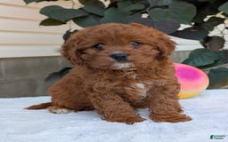 Cavapoo dogs for sale: Remi - Image 9