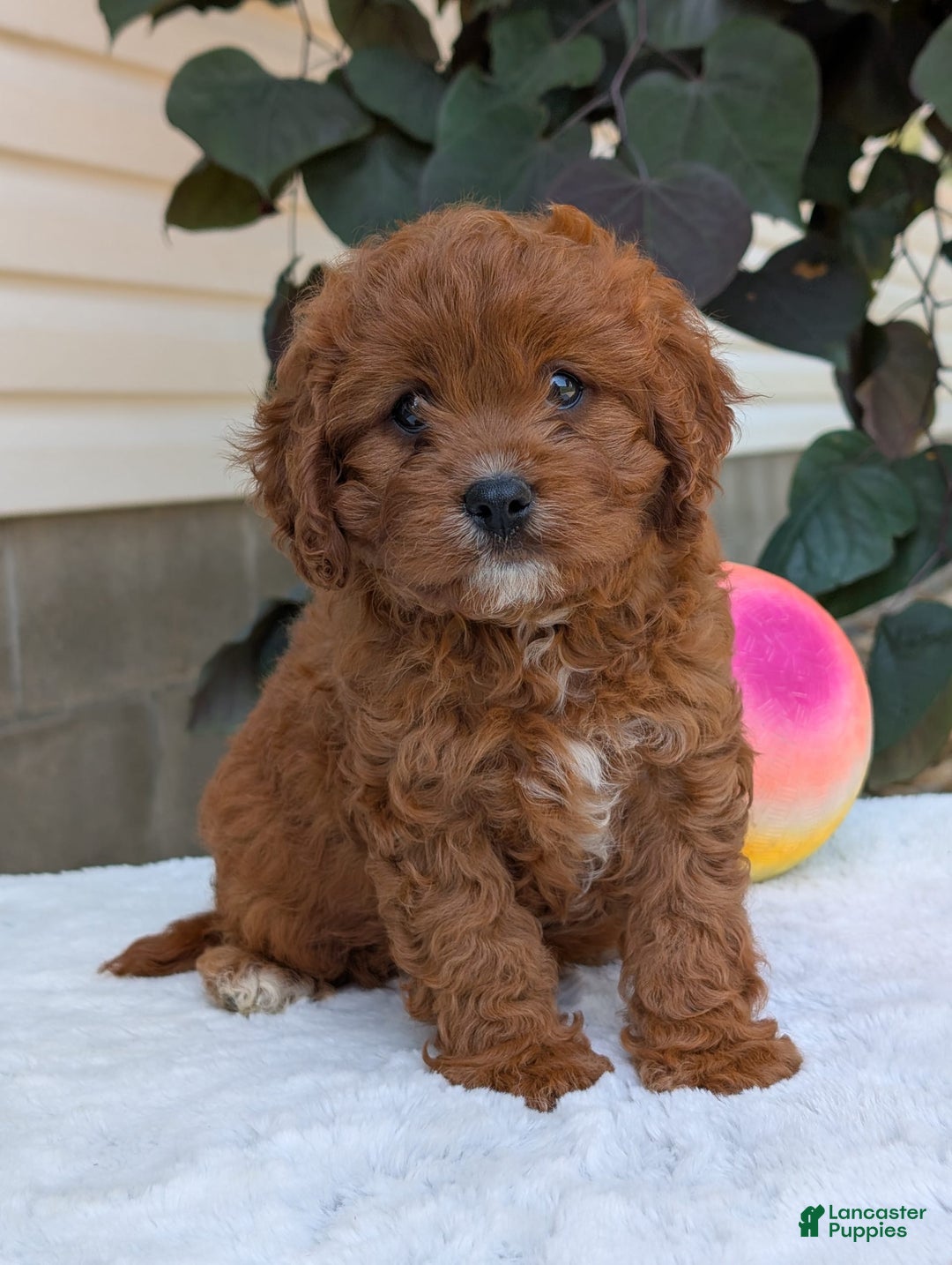 Cavapoo dogs for sale: Remi - Image 9