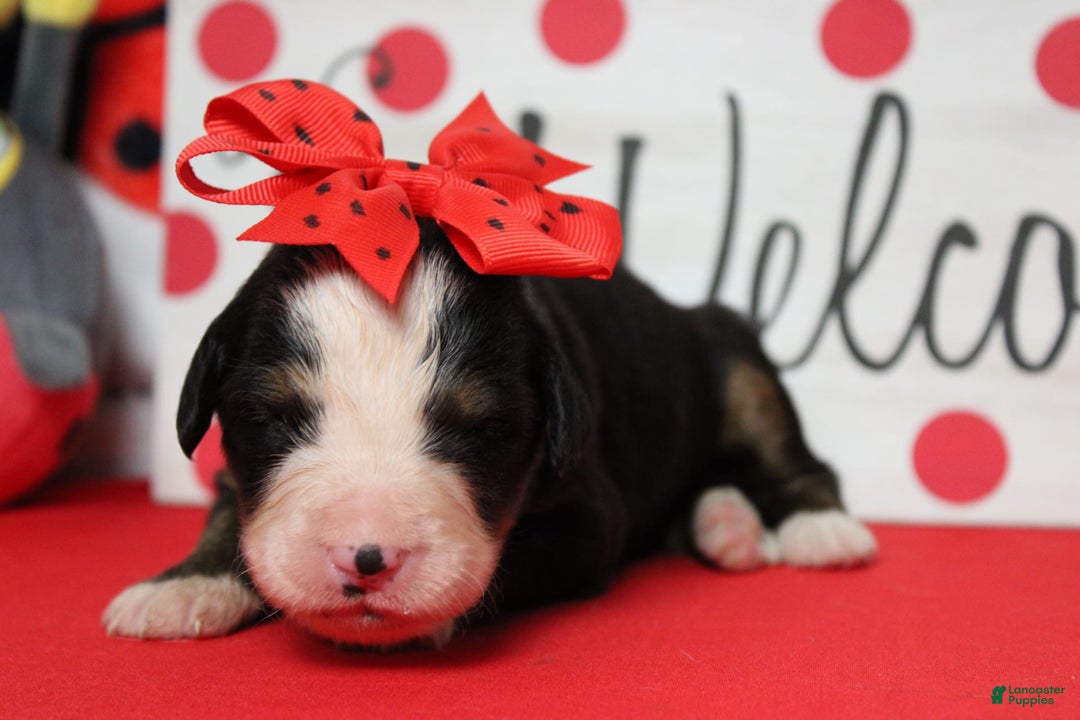 Bernese Mountain Dog dogs for sale: Pebbles - Image 67