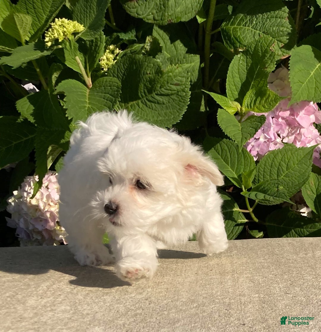 Coton De Tulear dogs for sale: Button - Image 12