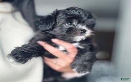 Maltipoo dogs for sale: Johnny - Image 6