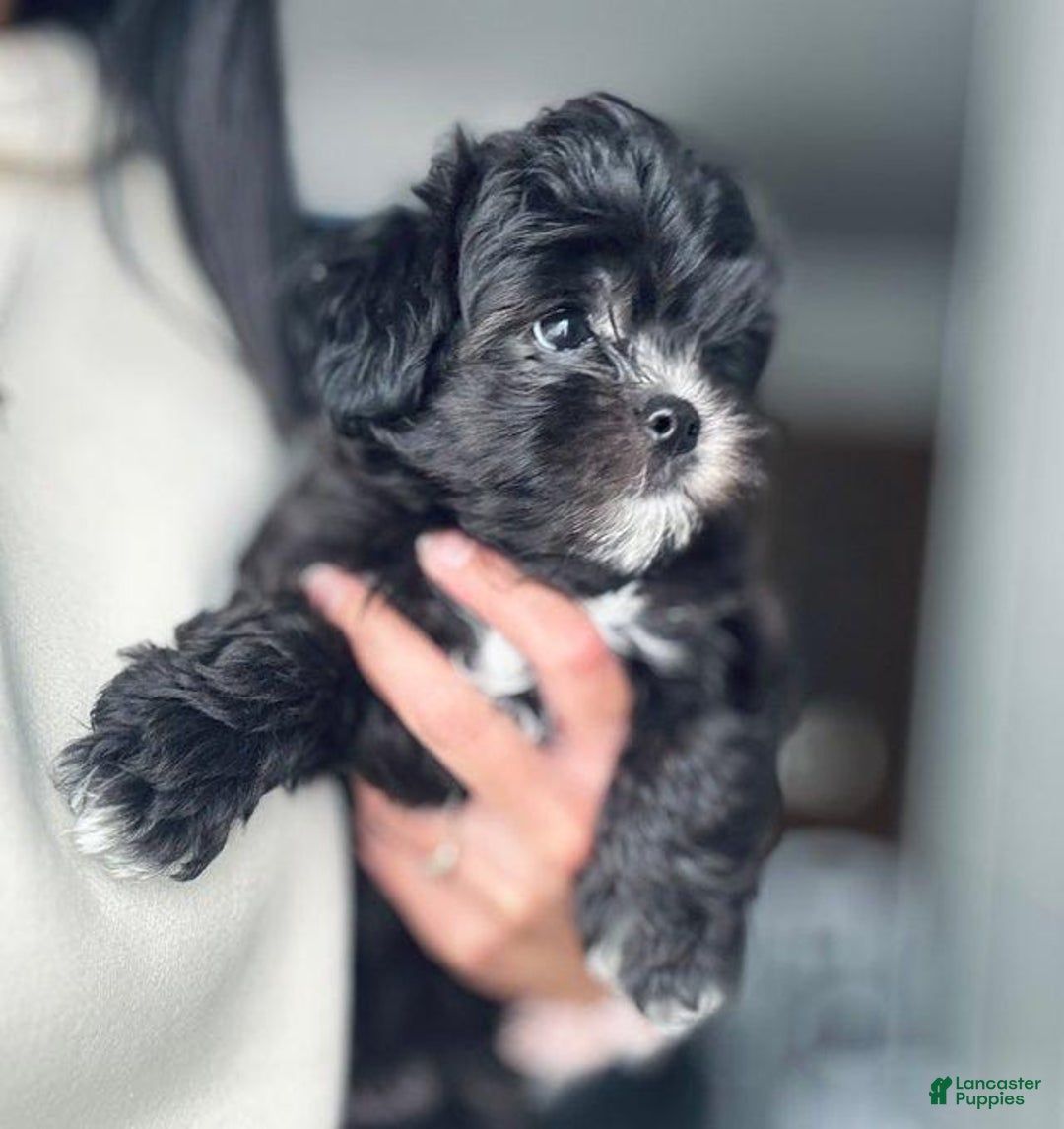 Maltipoo dogs for sale: Johnny - Image 6