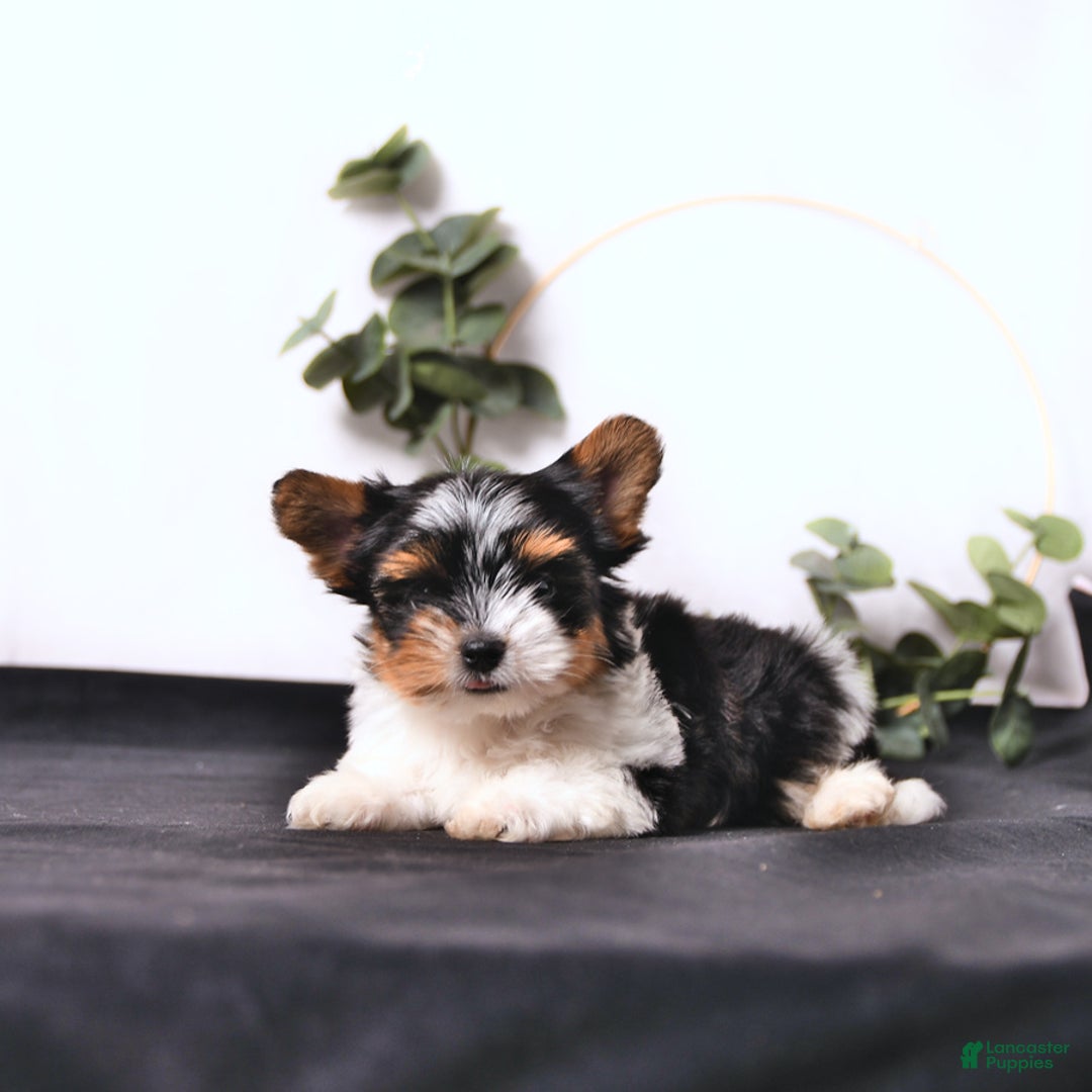 Biewer Terrier dogs for sale: Ace Extra Small - Image 3