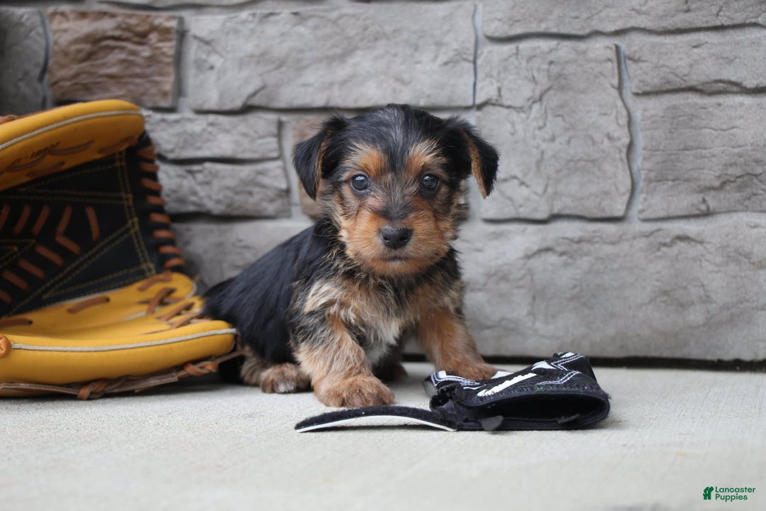 Yorkshire Terrier dogs for sale: Walker - Image 6