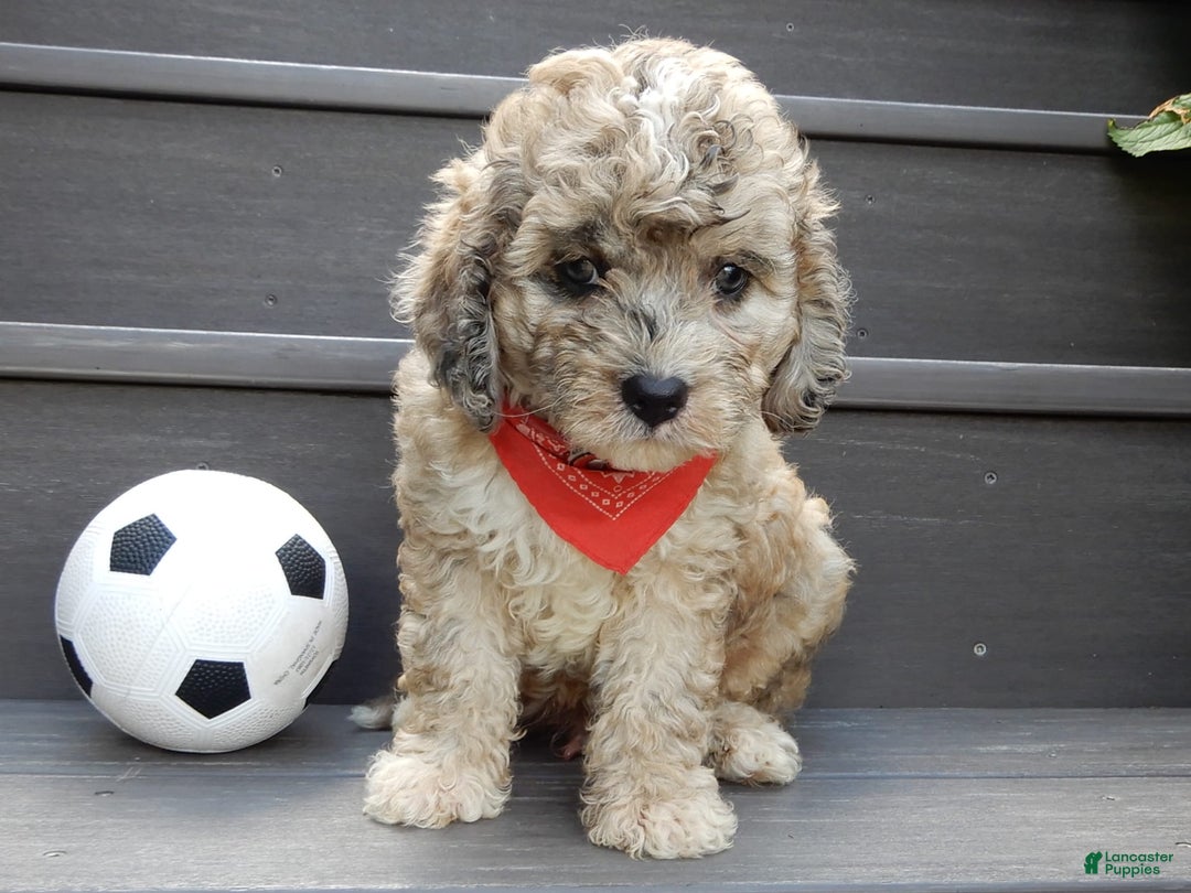 Cavapoo dogs for sale: Patches - Image 5
