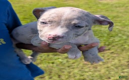American Bully dogs for sale: Green Girl - Image 19