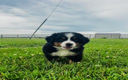 Bernese Mountain Dog dogs for sale: Graciana - Image 1