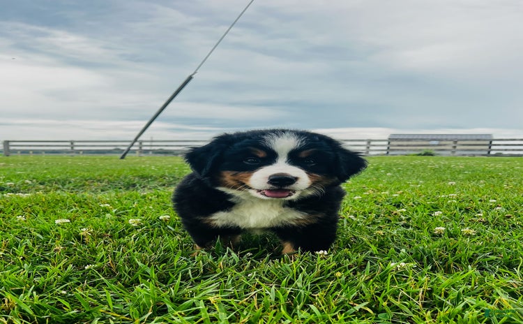 Bernese Mountain Dog dogs for sale - Ad 4