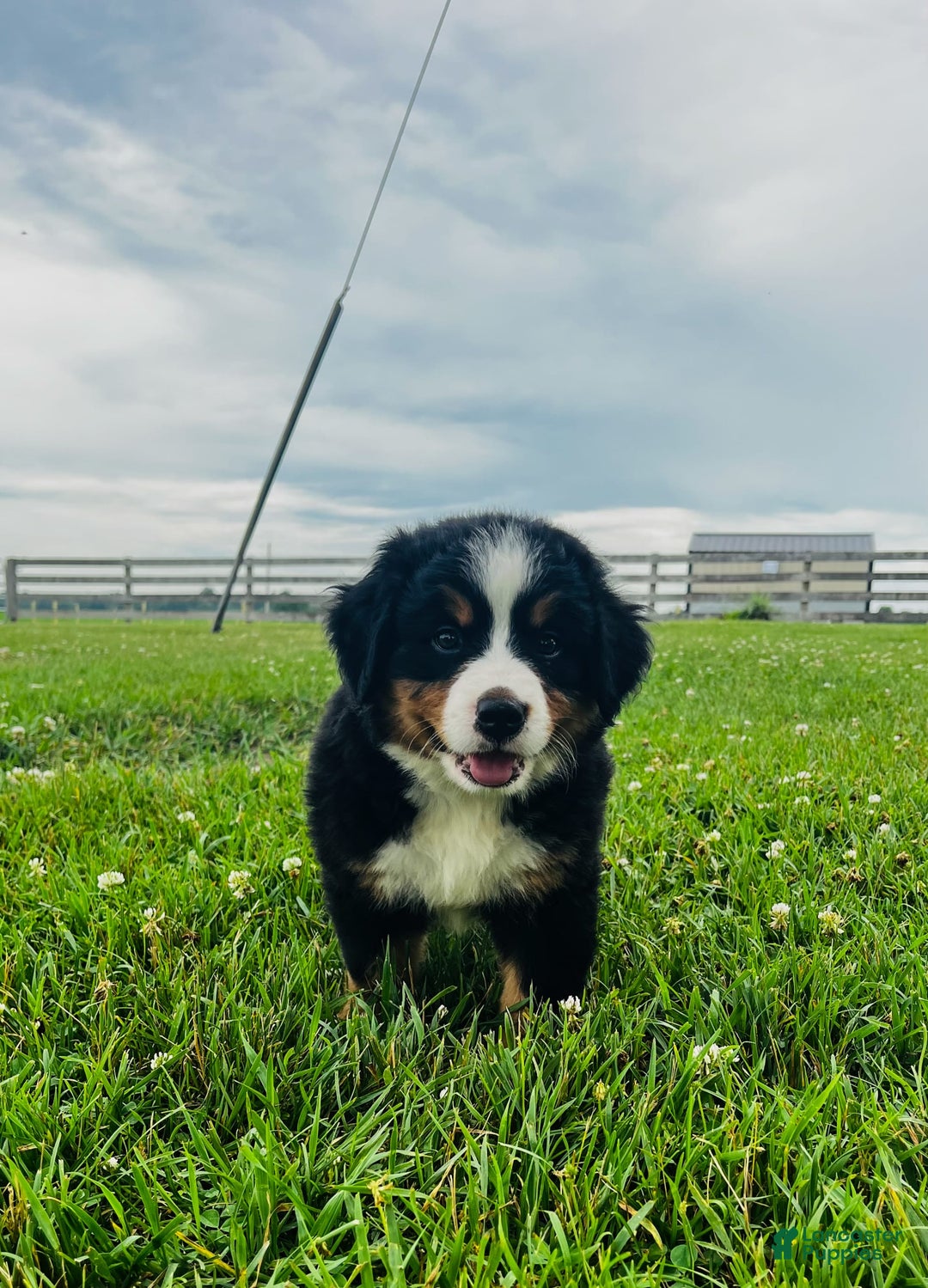 Bernese Mountain Dog dogs for sale: Graciana - Image 1
