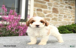Mini Goldendoodle dogs for sale: Cassidy - Image 3