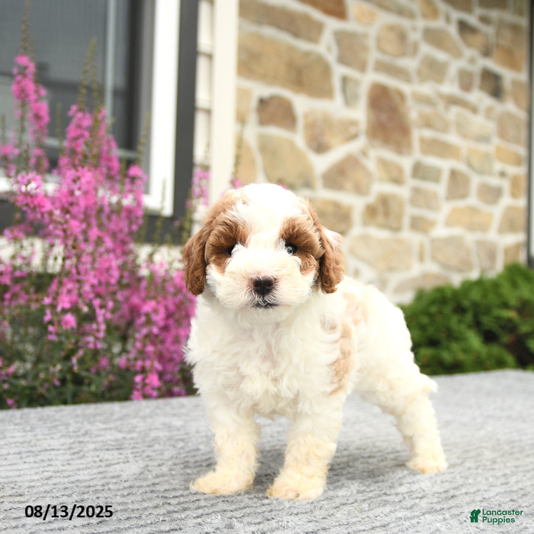 Mini Goldendoodle dogs for sale: Cassidy - Image 3