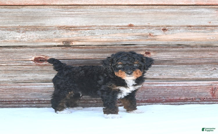 Miniature Poodle dogs for sale - Ad 3