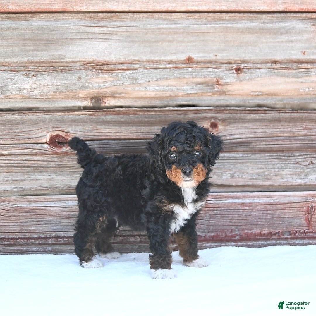 Miniature Poodle dogs for sale: Milo - Image 1
