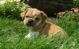 English Bulldog dogs for sale: Charlie - Image 2