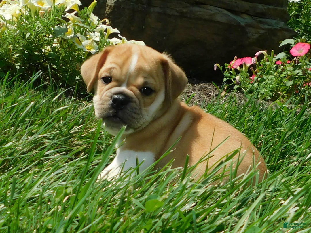 English Bulldog dogs for sale: Charlie - Image 2
