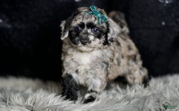 Maltipoo dogs for sale: Howlite - Image 2