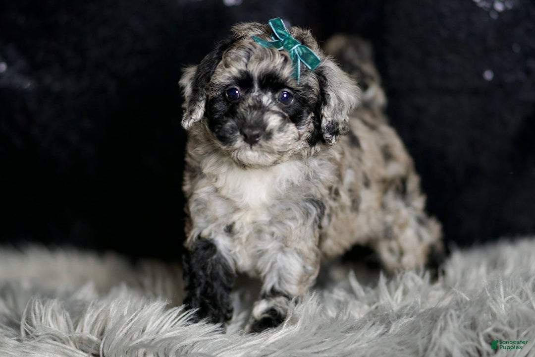 Maltipoo dogs for sale: Howlite - Image 2
