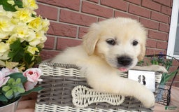Golden Retriever dogs for sale: Golden Retriever 4 puppies - Image 6