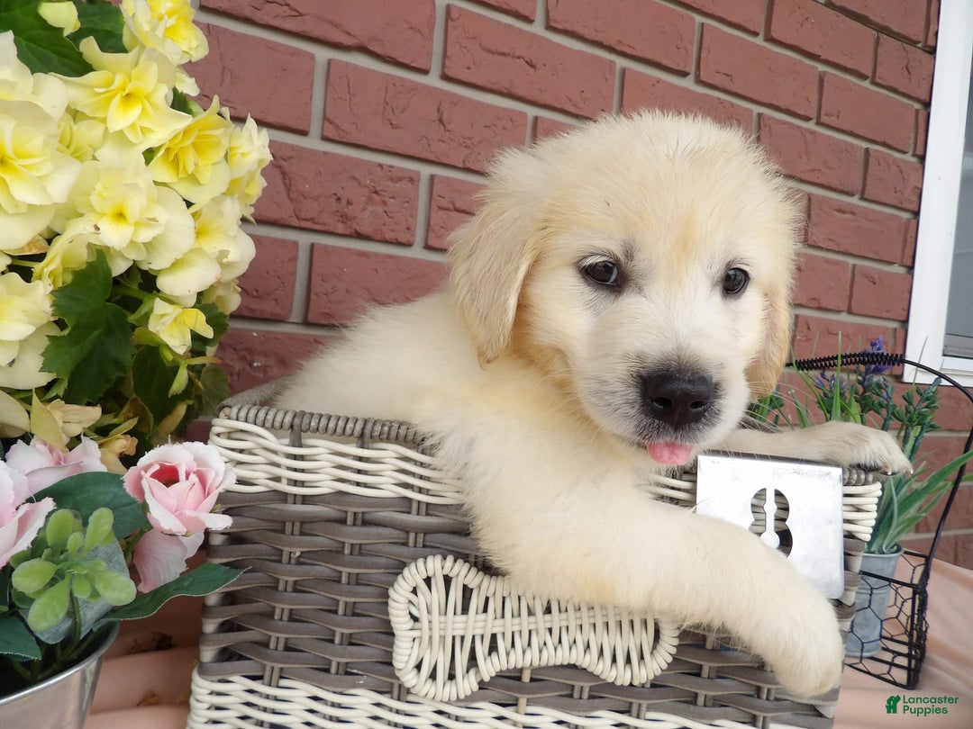 Golden Retriever dogs for sale: Golden Retriever 4 puppies - Image 6